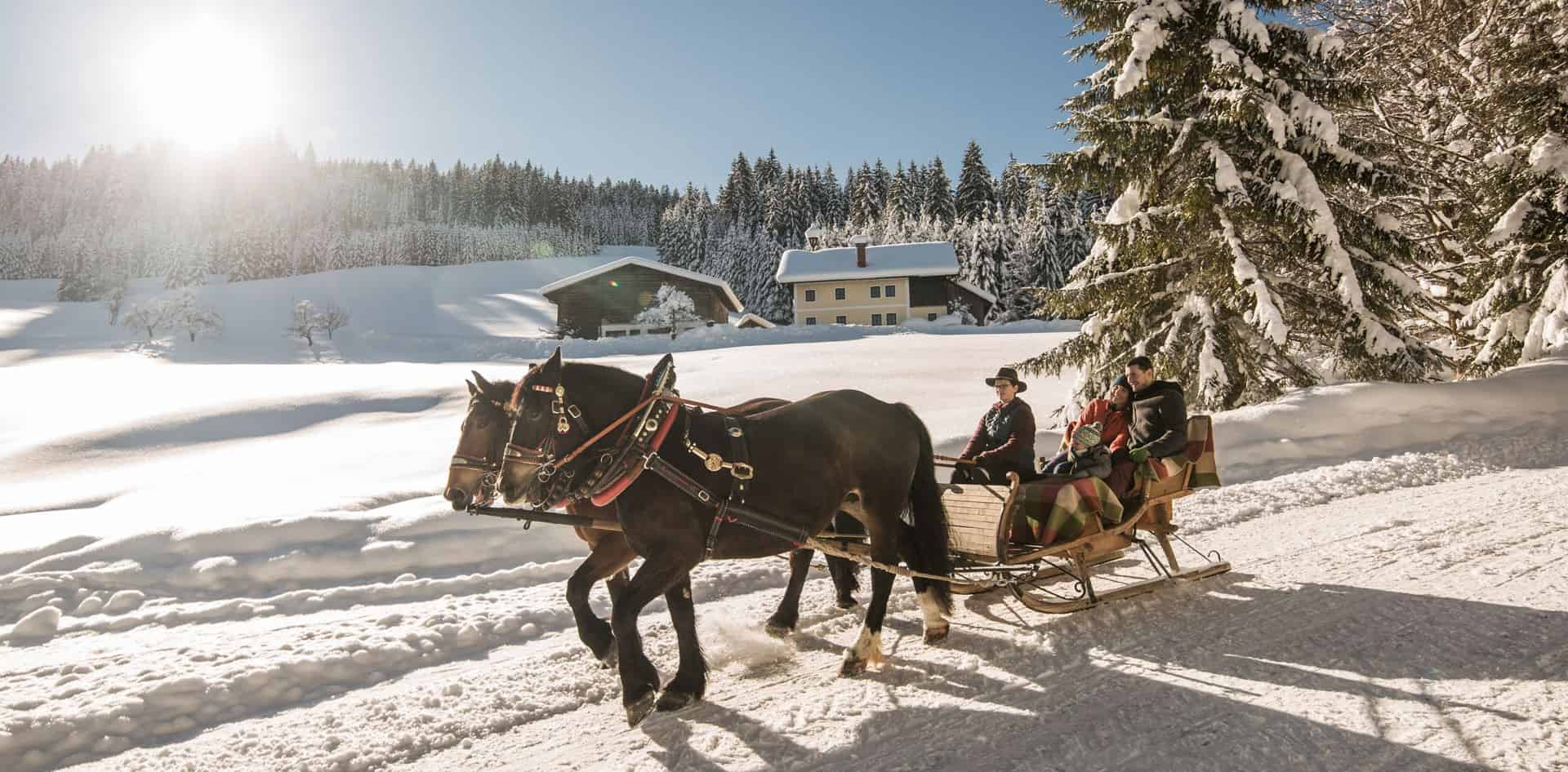 Winter horse-drawn walk on a sleigh